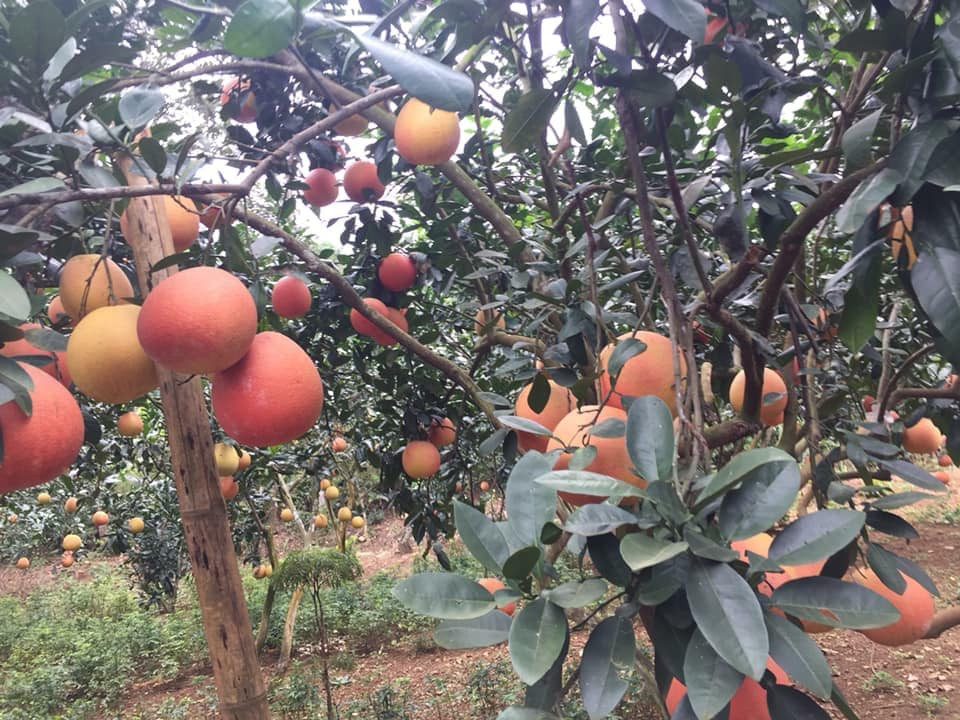 Trước Tết Nguyên đán khoảng một tháng, nhiều nhà vườn ở Thanh Hóa đã có rất đông khách đặt hàng. Ảnh: FB Mai Thùy Vân.