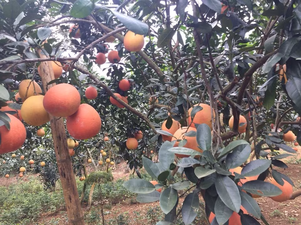 Trước Tết Nguyên đán khoảng một tháng, nhiều nhà vườn ở Thanh Hóa đã có rất đông khách đặt hàng. Ảnh: FB Mai Thùy Vân.