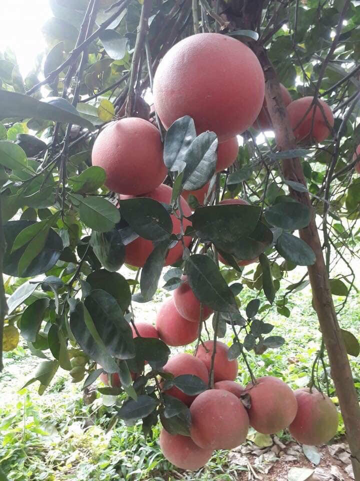 Bưởi đỏ tiến vua Thanh Hóa có thời gian ra hoa và kết trái lâu hơn so với giống bưởi thông thường. Ảnh: FB Huệ Nhóc.