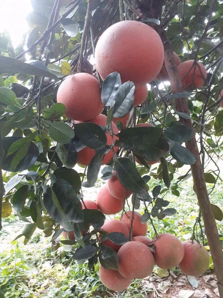 Bưởi đỏ tiến vua Thanh Hóa có thời gian ra hoa và kết trái lâu hơn so với giống bưởi thông thường. Ảnh: FB Huệ Nhóc.