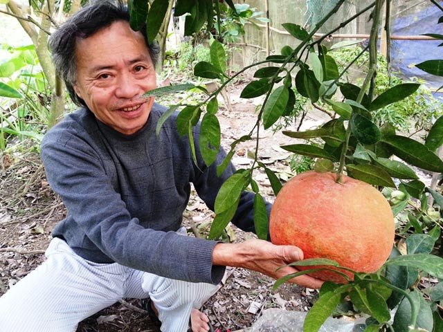 Trong đó, phải kể đến bưởi đỏ Luận Văn ở Thọ Xuân (Thanh Hóa). Ảnh: Dân Việt.