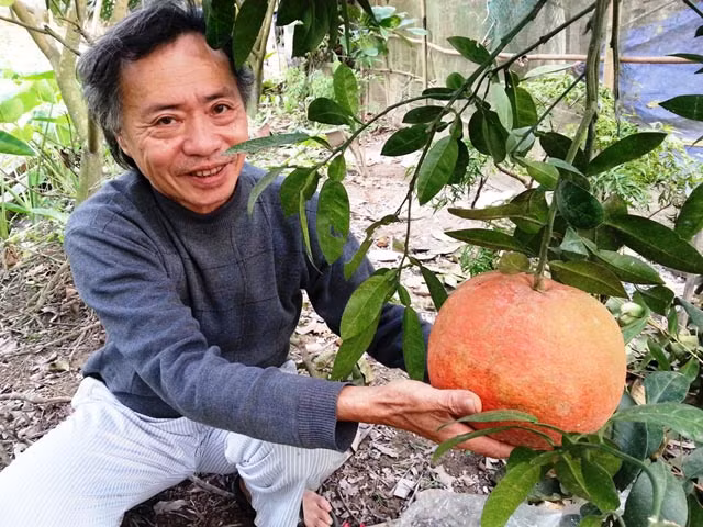 Trong đó, phải kể đến bưởi đỏ Luận Văn ở Thọ Xuân (Thanh Hóa). Ảnh: Dân Việt.
