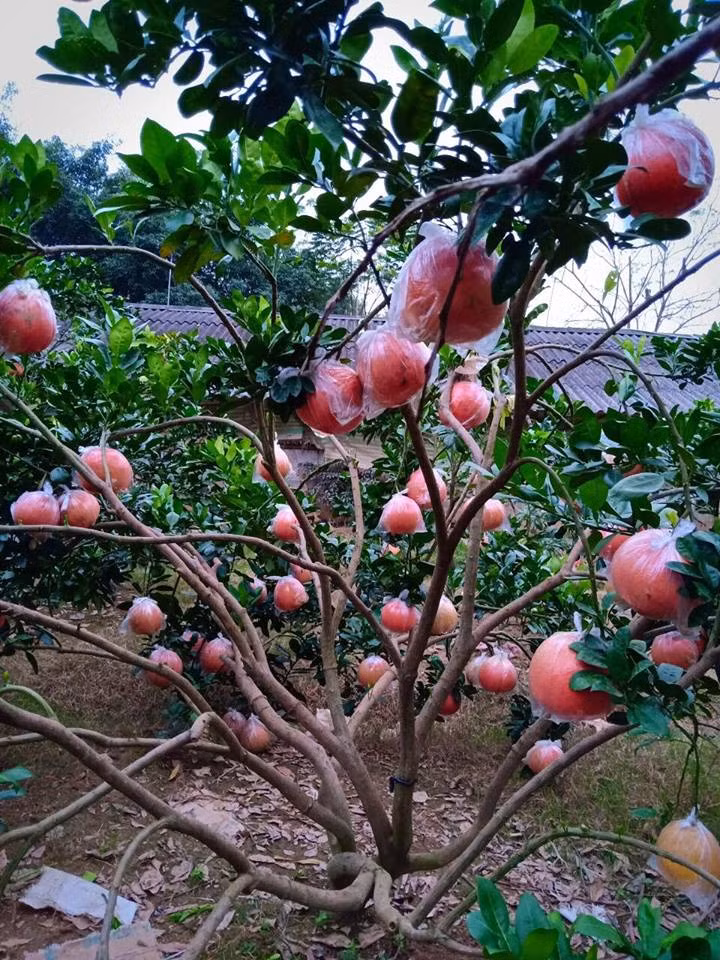 Phần lớn các chủ vườn đều nhận đơn đặt hàng sớm nhưng phải đến khoảng 23 tháng chạp mới bắt đầu hái và giao cho khách. Ảnh: Buoidotienvua.