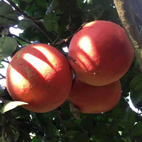 Nhung vuon buoi do tien vua 