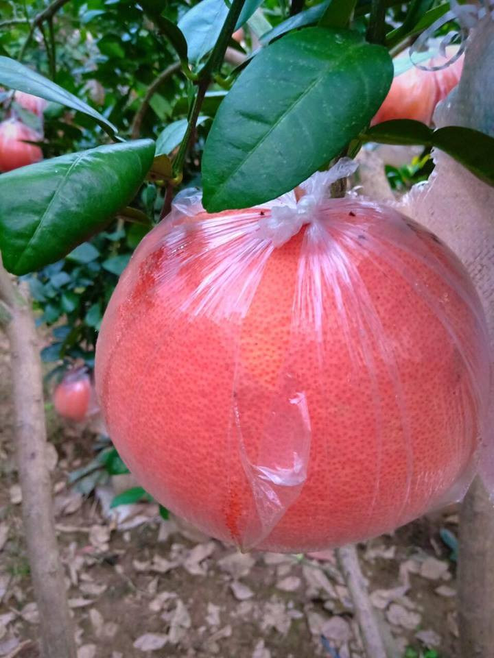 Điểm đặc biệt của trái bưởi đỏ Luận Văn là khi nhỏ cũng có màu xanh như các giống bưởi khác, nhưng khi già thì chuyển dần sang màu vàng và đến lúc chín đổi hẳn sang màu đỏ như quả gấc. Ảnh: Buoidotienvua.