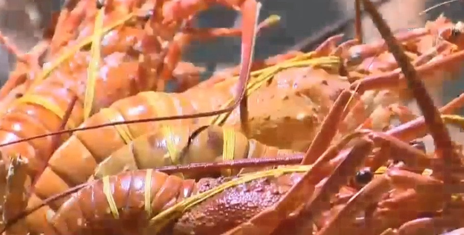 Đáng chú ý, chỉ với 150.000 đồng, người mua đã có ngay một con tôm hùm kích cỡ trung bình, người bán chế biến trọn gói cho người mua. Ảnh: VTV9.