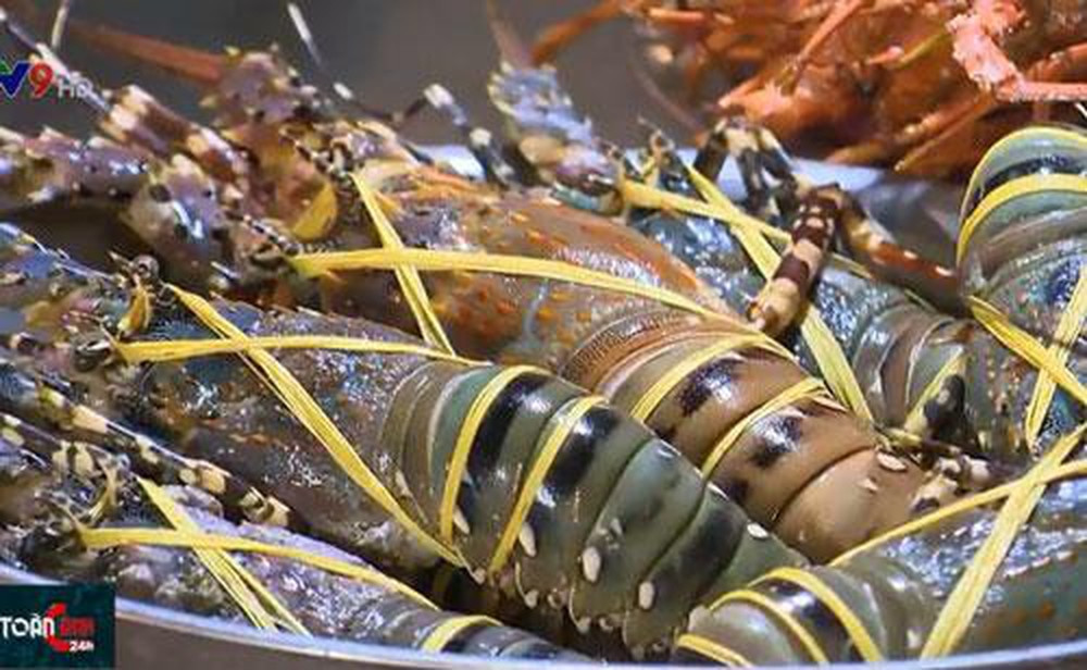 Thế nhưng, theo VTV, thực tế thành phố Nha Trang về đêm, những con tôm hùm được bày ra bên vỉa hè lúc nào cũng bắt mắt du khách. Ảnh: VTV9.