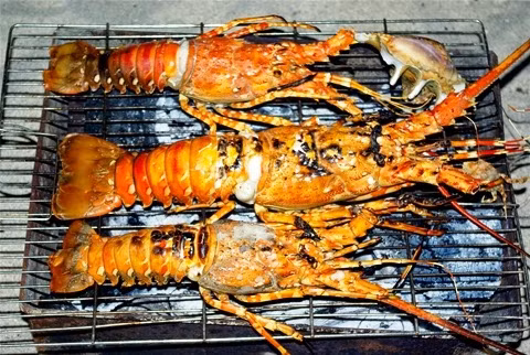 Trong việc nuôi tôm hùm, hiện tượng tôm hùm bị chết là khó tránh khỏi, thậm chí ở một số vùng nuôi tỷ lệ hao hụt lên đến gần 50% trong năm nay. Ảnh: Dulichnhatrang