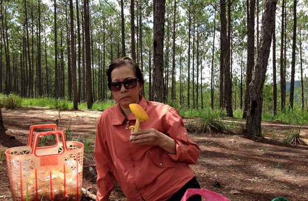 Nấm cao khoảng 20 cm, màu nâu vàng, thịt dày, khi nấu lên nấm ăn có vị ngọt, thơm ngon và có tác dụng giải nhiệt cơ thể. Ảnh: Dân Việt.