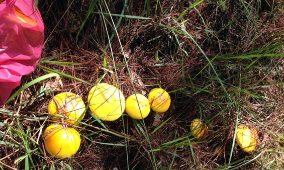 Tuy nhiên, mỗi lần chị Thu cũng chỉ mua được 2-3kg. Ảnh: Dân Việt.