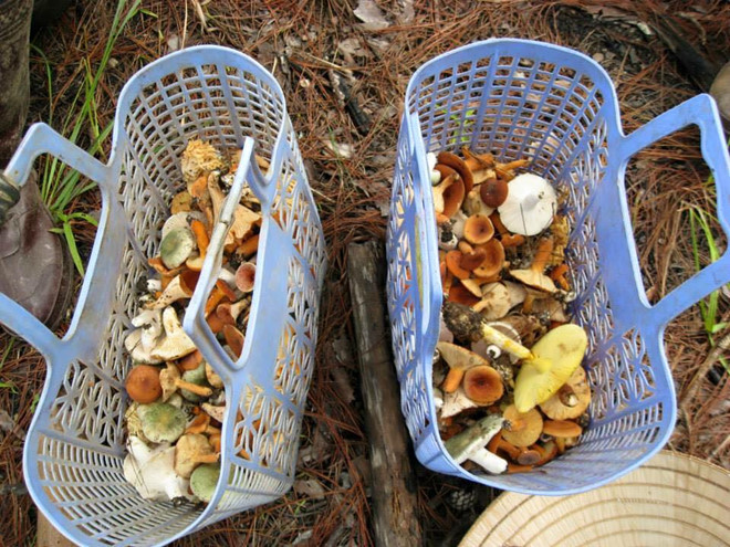 Nấm gan bò Đà Lạt chỉ mọc khi bắt đầu có những cơn mưa mùa hè, hết mùa mưa là hết nấm. Ảnh: Zing.