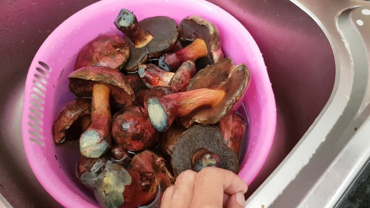 Mặc dù đắt nhưng khách muốn mua nấm gan bò không phải lúc nào cũng có. Ảnh: Youtube.