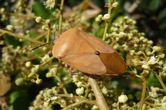 Ngoài bò cạp, thời gian gần đây dân nhậu Hà thành lại coi bọ xít như một món ăn "đặc sản". Ảnh: Dân Việt.
