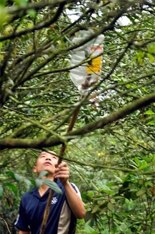 Sau đó, dùng chiếc vợt này rung hoa nhãn để bọ xít rơi vào. Ảnh: Motthegioi.