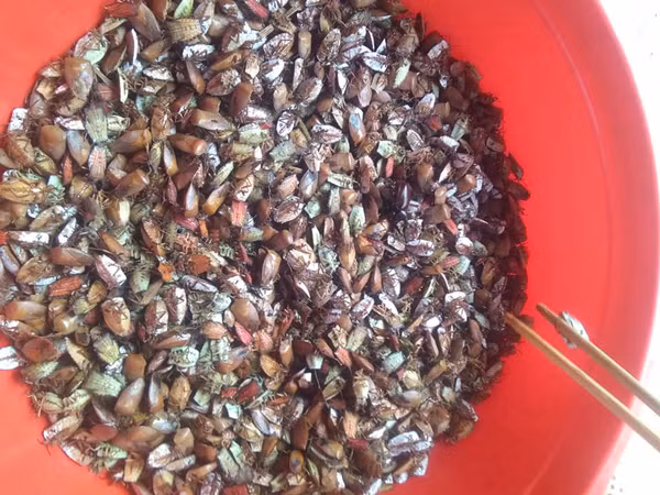 Khách mua chủ yếu là đầu mối gom hàng cho các quán nhậu. Ảnh: Dân Việt.