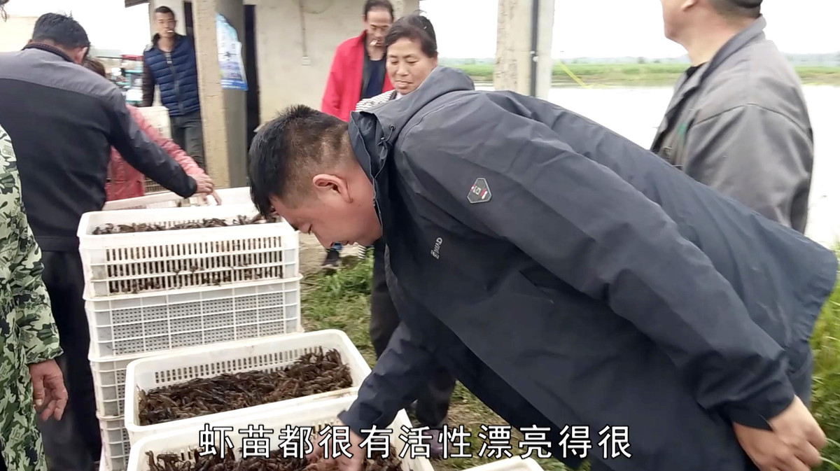 Tôm hùm đất bắt đầu phổ biến ở Tiềm Giang khoảng 20 năm về trước khi người dân nhận thấy hương vị thơm ngon của nó.