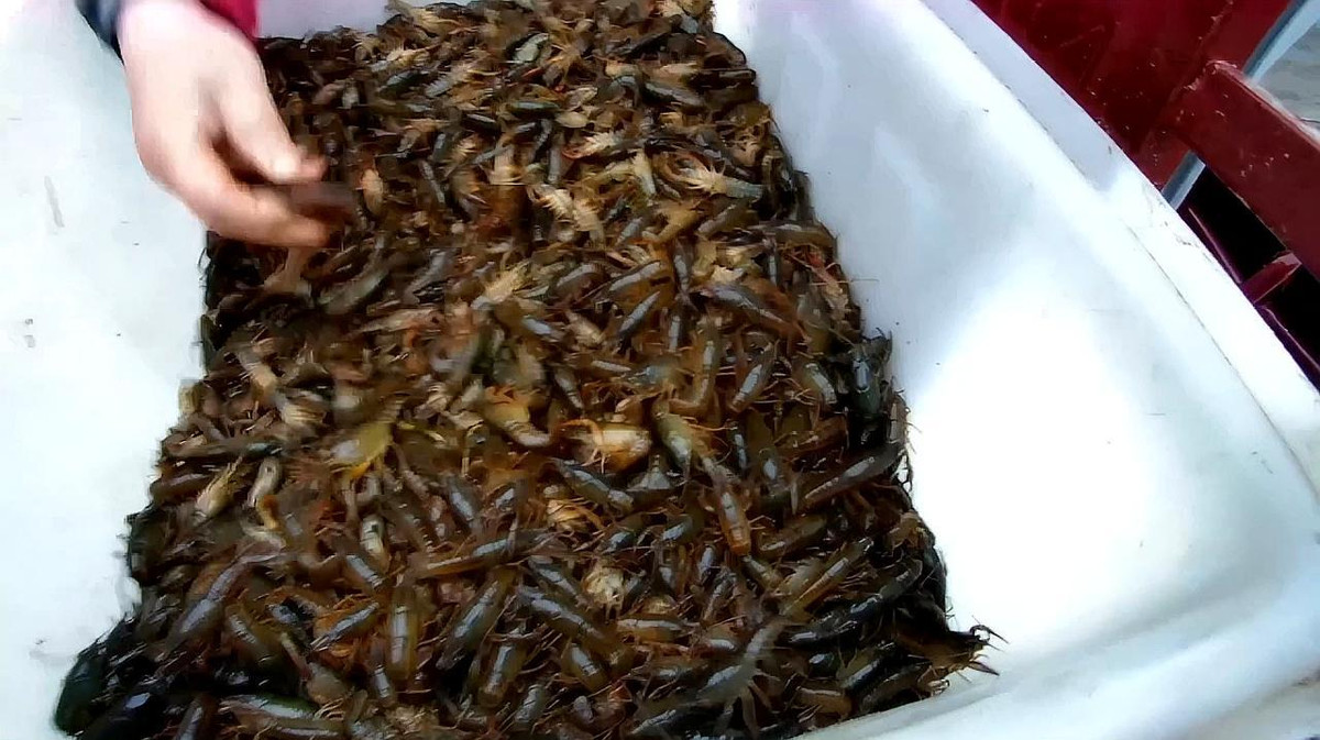  Tôm hùm đất (tôm càng đỏ) là mặt hàng phổ biến ở Trung Quốc. Nó được chế biến sẵn làm thức ăn nhanh bán ở các siêu thị hay nhà hàng.