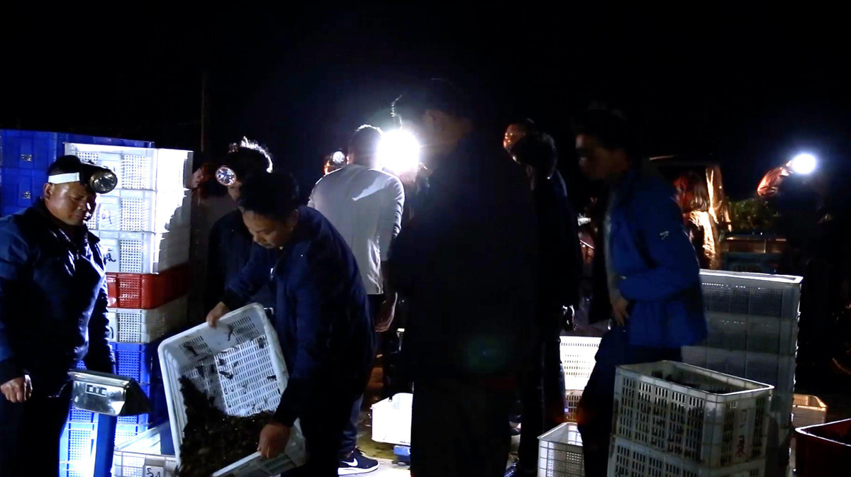 Cảnh mua bán tôm càng đỏ từ tờ mờ sáng.