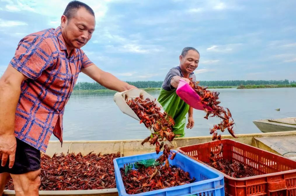 Người dân thường thức dậy từ sáng sớm để thu hoạch tôm ngoài đồng.