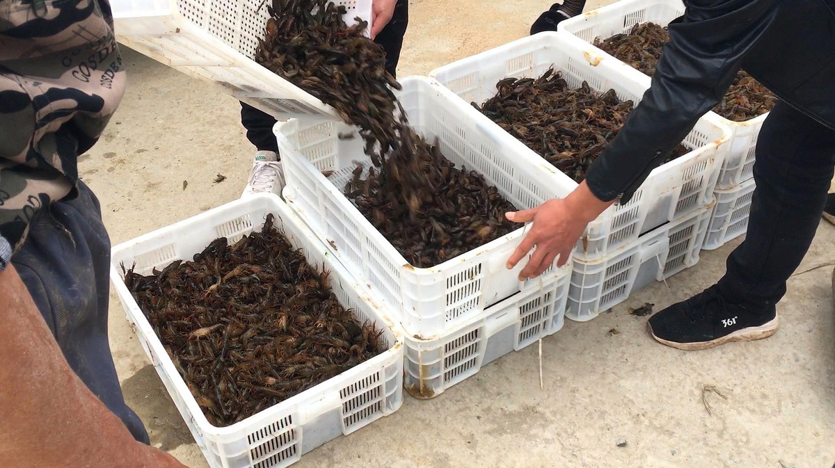 Nhiều thương lái đến tận nơi để thu mua tôm. Nguồn ảnh: Chinawbk.