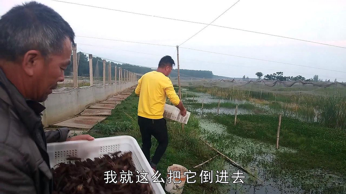 Nếu như lúc đầu tôm càng đỏ bị ghét vì gây hại cho lúa thì ngay nay nó trở thành "con gà đẻ trứng vàng" cho người dân nơi đây.