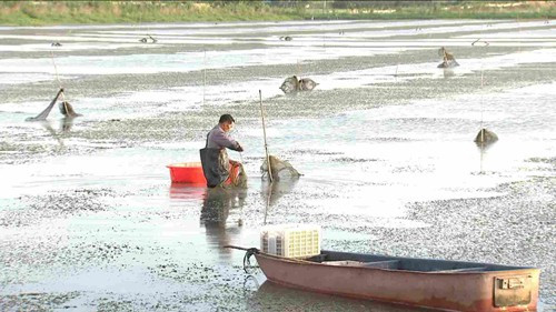 Thủ phủ nuôi tôm hùm đất ở Tiềm Giang, tỉnh Hồ Bắc, miền trung Trung Quốc.