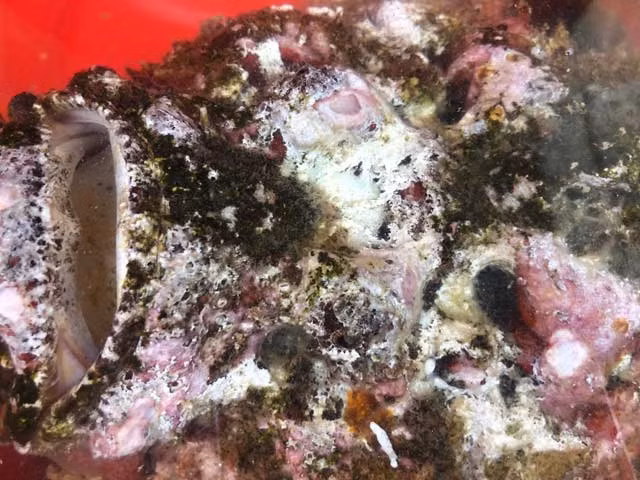 Hiếm thấy cá mặt quỷ “khủng” nặng hơn 3,5kg thế này - Hình 3 Hiem thay ca mat quy “khung” nang hon 3,5kg the nay-Hinh-3