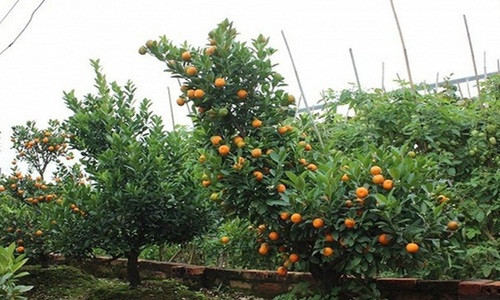 Khi cây kết quả ở lứa hoa đầu tiên và thứ hai (tháng 6-8) ta vặt bớt 1/2 lượng quả, cắt ngọn non, bón thêm phân đạm. Cuối năm trên tán cây sẽ có cả quả chín và xanh như ý muốn. Ảnh: VTC.