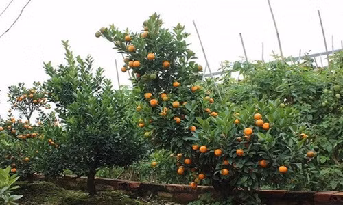 Khi cây kết quả ở lứa hoa đầu tiên và thứ hai (tháng 6-8) ta vặt bớt 1/2 lượng quả, cắt ngọn non, bón thêm phân đạm. Cuối năm trên tán cây sẽ có cả quả chín và xanh như ý muốn. Ảnh: VTC.