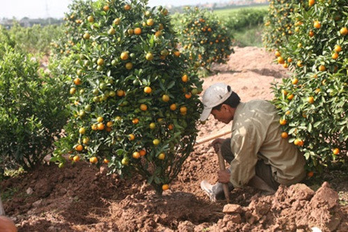 Có thể bón thêm phân chuồng hoại mục cho quất tươi tốt, tránh sâu bệnh. Ảnh: Vietq.