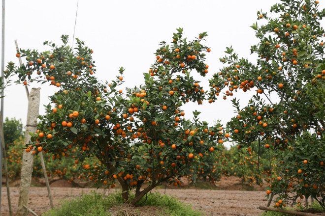 Sau 5-7 ngày sau khi trồng cần tiến hành xới lại đất, đánh tơi xốp đất xung quanh cây quất và cách tán cây 30-40cm. Ảnh: Baoxaydung.