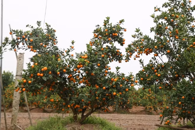 Sau 5-7 ngày sau khi trồng cần tiến hành xới lại đất, đánh tơi xốp đất xung quanh cây quất và cách tán cây 30-40cm. Ảnh: Baoxaydung.