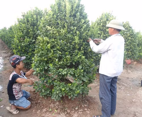 Nên tỉa cành trong 15 ngày mới trồng lại và thực hiện hàng tháng. Khi cắt tỉa tạo thế chú ý phải dùng dao, kéo sắc chuyên dùng, làm định kỳ 7-10 ngày/lần. Ảnh: Baohungyen.