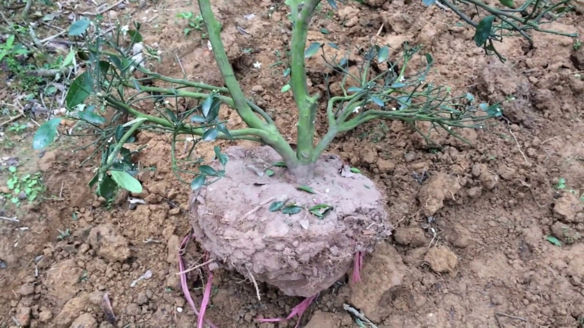 Đất trồng trong vườn hay trong chậu cần được xới tươi xốp, đủ ẩm, thoáng khí, bón và ủ phân đầy đủ, sao cho giàu dinh dưỡng. Ảnh: Youtube.