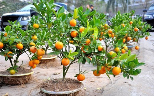 Nếu trồng cây trong chậu, có thể chuyển cây sang trồng ở chậu lớn hơn để dễ chăm sóc. Lưu ý chọn chậu có lỗ ở dưới để có thể thoát nước nhanh. Ảnh: Internet.