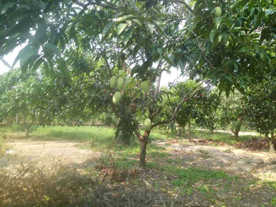 Xoài cát Hòa Lộc Tiền Giang có mùa vụ từ tháng 12 đến tháng 5 âm lịch. Ảnh: FB Thư Nguyễn Thị Anh.