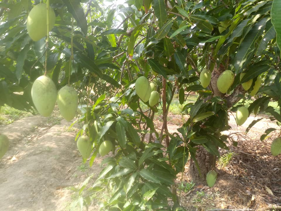 Xoài cát Hòa Lộc là một trong 7 loại trái cây đặc sản của tỉnh Tiền Giang. Xoài trồng nhiều ở các xã ven sông Tiền của huyện Cái Bè, với diện tích khoảng 1.500 ha, cho sản lượng hơn 12.500 tấn/năm. Ảnh: FB Thư Nguyễn Thị Anh.