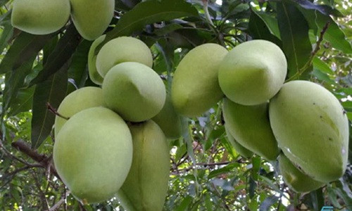 Xoài có vị ngọt, mùi thơm đậm đà và bay xa, đứng cách xa chừng vài mét cũng ngửi thấy. Ảnh: Efly.