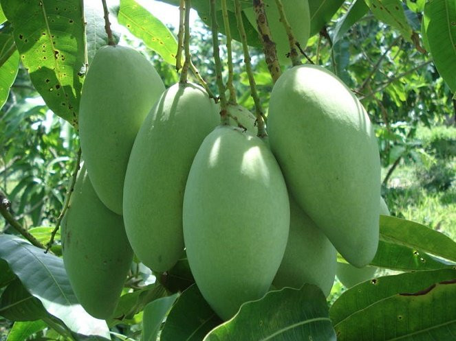 Xoài cát Hòa Lộc quả không to, chừng chưa đầy nửa cân một quả. Ảnh: Vuitour.