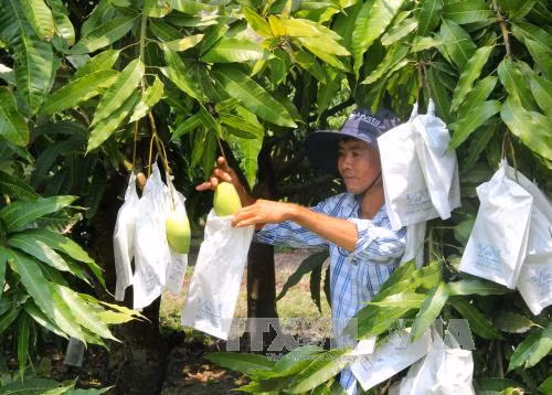 Từng quả xoài cát Hòa Lộc được bọc trong túi để tránh sâu bệnh và giúp vỏ quả có màu sắc đẹp mắt. Ảnh: TTXVN.