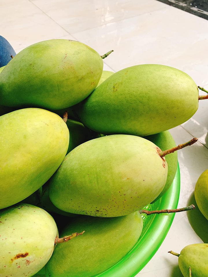 Từng quả có dáng thuôn dài, tròn mình, đỉnh nhọn, gần cuống có bầu tròn đặc trưng. Ảnh: FB Thuy Uyen.