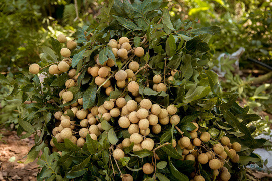 Trước đó, Vietnam Airlines đã giới thiệu và phục vụ hành khách trên chuyến bay 3 loại quả đặc sản của Việt Nam gồm vải thiều Lục Ngạn, nhãn lồng Hưng Yên và cam Cao Phong Hòa Bình. Ảnh: NLD.