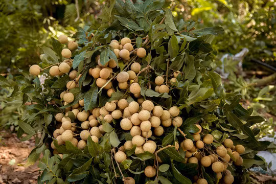 Trước đó, Vietnam Airlines đã giới thiệu và phục vụ hành khách trên chuyến bay 3 loại quả đặc sản của Việt Nam gồm vải thiều Lục Ngạn, nhãn lồng Hưng Yên và cam Cao Phong Hòa Bình. Ảnh: NLD.