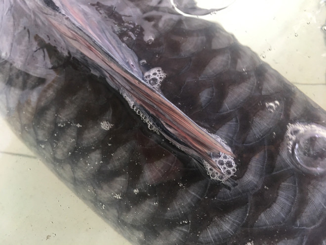 Choang vang ngam ca tram den dai 1,6m vo cung hiem la o Ha Noi-Hinh-2