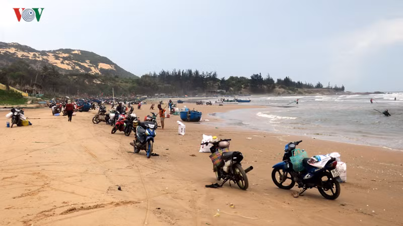 Người làm nghề cào chằng chằng chủ yếu là dân phường Mũi Né, TP Phan Thiết.