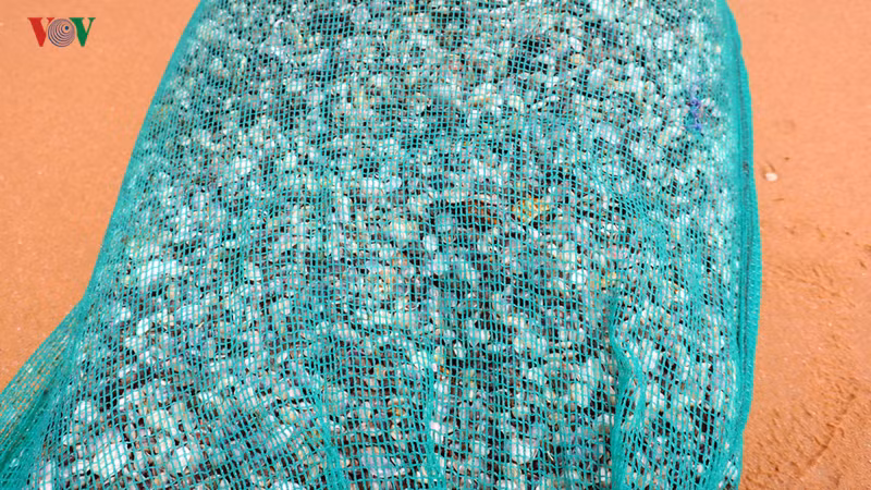 Con chằng chằng còn gọi là chang chéc - một loại nhuyễn thể vỏ trơn nhưng nhỏ hơn con chang chang, sống dưới cát và có nhiều ở các bãi ngang dọc biển Bình Thuận