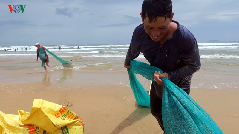 Anh Phạm Văn Hiền, người dân Mũi Né chia sẻ: "Cứ chạy theo dọc bãi biển, thấy chỗ nào có chằng chằng là mình làm".