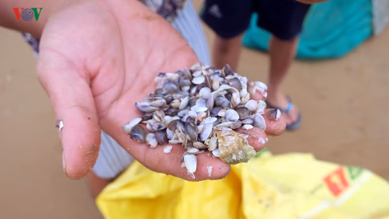 Anh Duy Phương, người dân Mũi Né, Bình Thuận cho biết, khu vực nào có nhiều chằng chằng sẽ tập trung nhiều người.