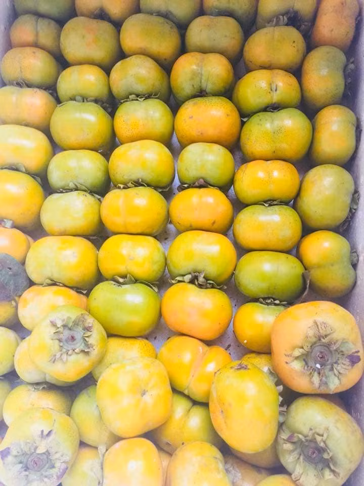 Một điểm dễ nhận biết nữa là hồng Việt Nam thường có vị ngọt thanh. Hồng Trung Quốc có vị ngọt sắc, không có mùi thơm, để lâu phần thịt sẽ bị hỏng dần. Ảnh: Vietq