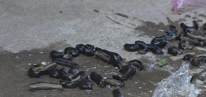 Sinh vat la giong dia xuat hien tai huyen Hong Ngu, Dong Thap